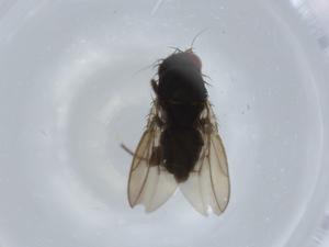  ( - BIOUG57431-B02)  @11 [ ] CreativeCommons - Attribution (2020) Centre for Biodiversity Genomics Centre for Biodiversity Genomics