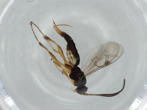  ( - BIOUG57432-E01)  @11 [ ] CreativeCommons - Attribution (2020) Centre for Biodiversity Genomics Centre for Biodiversity Genomics