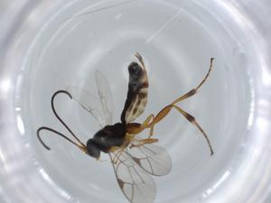  ( - BIOUG57433-B01)  @11 [ ] CreativeCommons - Attribution (2020) Centre for Biodiversity Genomics Centre for Biodiversity Genomics