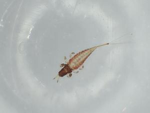  ( - BIOUG57434-A08)  @11 [ ] CreativeCommons - Attribution (2020) Centre for Biodiversity Genomics Centre for Biodiversity Genomics