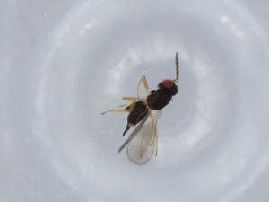  ( - BIOUG57438-D03)  @12 [ ] CreativeCommons - Attribution (2020) Centre for Biodiversity Genomics Centre for Biodiversity Genomics