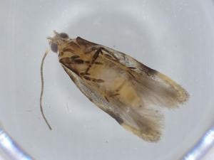  ( - BIOUG57447-E11)  @11 [ ] CreativeCommons - Attribution (2020) Centre for Biodiversity Genomics Centre for Biodiversity Genomics