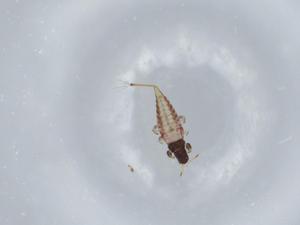  ( - BIOUG57447-G05)  @11 [ ] CreativeCommons - Attribution (2020) Centre for Biodiversity Genomics Centre for Biodiversity Genomics