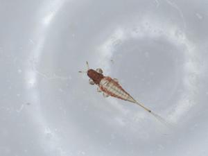  ( - BIOUG57447-G06)  @11 [ ] CreativeCommons - Attribution (2020) Centre for Biodiversity Genomics Centre for Biodiversity Genomics