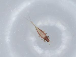  ( - BIOUG57447-G07)  @11 [ ] CreativeCommons - Attribution (2020) Centre for Biodiversity Genomics Centre for Biodiversity Genomics