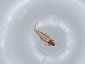  ( - BIOUG57447-G08)  @11 [ ] CreativeCommons - Attribution (2020) Centre for Biodiversity Genomics Centre for Biodiversity Genomics