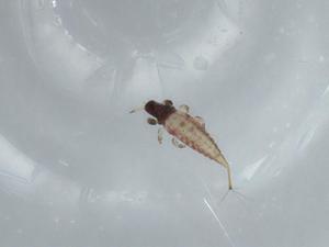  ( - BIOUG57448-A12)  @11 [ ] CreativeCommons - Attribution (2020) Centre for Biodiversity Genomics Centre for Biodiversity Genomics