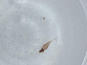  ( - BIOUG57448-A02)  @11 [ ] CreativeCommons - Attribution (2020) Centre for Biodiversity Genomics Centre for Biodiversity Genomics