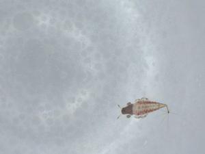  ( - BIOUG57448-A04)  @11 [ ] CreativeCommons - Attribution (2020) Centre for Biodiversity Genomics Centre for Biodiversity Genomics