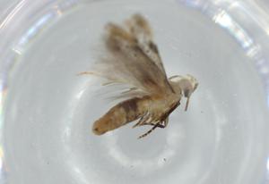  ( - BIOUG57451-D09)  @11 [ ] CreativeCommons - Attribution (2020) Centre for Biodiversity Genomics Centre for Biodiversity Genomics