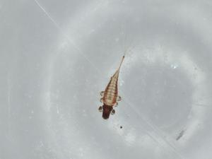  ( - BIOUG57451-F05)  @11 [ ] CreativeCommons - Attribution (2020) Centre for Biodiversity Genomics Centre for Biodiversity Genomics