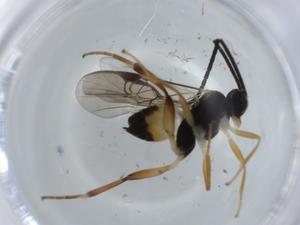  ( - BIOUG57456-A01)  @11 [ ] CreativeCommons - Attribution (2020) Centre for Biodiversity Genomics Centre for Biodiversity Genomics