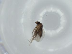  (Hylophora - BIOUG57457-G06)  @11 [ ] CreativeCommons - Attribution (2020) Centre for Biodiversity Genomics Centre for Biodiversity Genomics