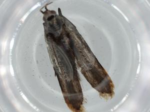  ( - BIOUG57469-F07)  @11 [ ] CreativeCommons - Attribution (2020) Centre for Biodiversity Genomics Centre for Biodiversity Genomics