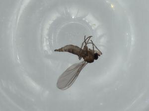  ( - BIOUG58627-A07)  @11 [ ] CreativeCommons - Attribution (2020) Centre for Biodiversity Genomics Centre for Biodiversity Genomics