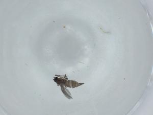  ( - BIOUG60666-B11)  @11 [ ] CreativeCommons - Attribution (2020) Centre for Biodiversity Genomics Centre for Biodiversity Genomics