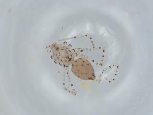  ( - BIOUG60668-D08)  @11 [ ] CreativeCommons - Attribution (2020) Centre for Biodiversity Genomics Centre for Biodiversity Genomics