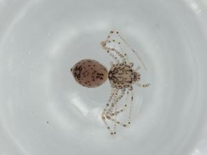  ( - BIOUG57473-H04)  @11 [ ] CreativeCommons - Attribution (2020) Centre for Biodiversity Genomics Centre for Biodiversity Genomics