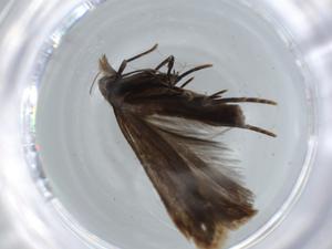  ( - BIOUG57479-A12)  @11 [ ] CreativeCommons - Attribution (2020) Centre for Biodiversity Genomics Centre for Biodiversity Genomics