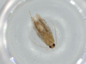  ( - BIOUG57480-D08)  @11 [ ] CreativeCommons - Attribution (2020) Centre for Biodiversity Genomics Centre for Biodiversity Genomics