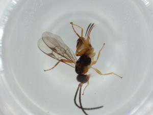  ( - BIOUG57483-D12)  @11 [ ] CreativeCommons - Attribution (2020) Centre for Biodiversity Genomics Centre for Biodiversity Genomics