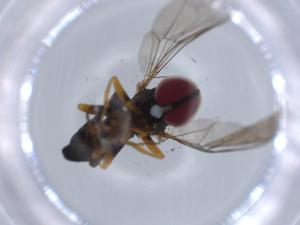  ( - BIOUG59801-D11)  @11 [ ] CreativeCommons - Attribution (2021) Centre for Biodiversity Genomics Centre for Biodiversity Genomics