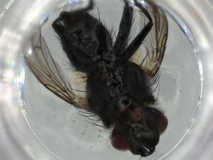  ( - BIOUG59804-B12)  @11 [ ] CreativeCommons - Attribution (2021) Centre for Biodiversity Genomics Centre for Biodiversity Genomics