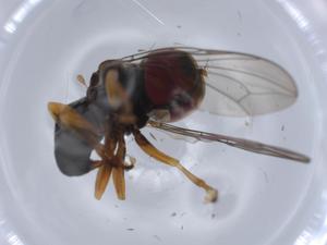  ( - BIOUG59815-F02)  @11 [ ] CreativeCommons - Attribution (2021) Centre for Biodiversity Genomics Centre for Biodiversity Genomics