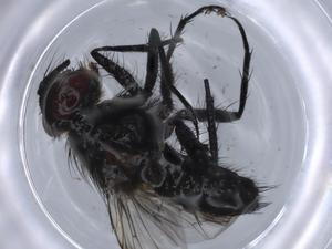  ( - BIOUG59816-H08)  @11 [ ] CreativeCommons - Attribution (2021) Centre for Biodiversity Genomics Centre for Biodiversity Genomics