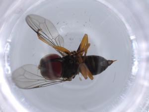  ( - BIOUG64816-C01)  @11 [ ] CreativeCommons - Attribution (2021) Centre for Biodiversity Genomics Centre for Biodiversity Genomics