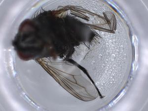  ( - BIOUG64826-B03)  @11 [ ] CreativeCommons - Attribution (2021) Centre for Biodiversity Genomics Centre for Biodiversity Genomics