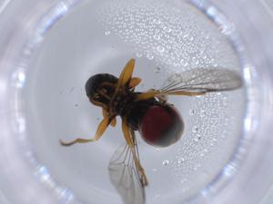  ( - BIOUG64826-C04)  @11 [ ] CreativeCommons - Attribution (2021) Centre for Biodiversity Genomics Centre for Biodiversity Genomics