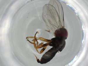  ( - BIOUG63786-H03)  @11 [ ] CreativeCommons - Attribution (2021) Centre for Biodiversity Genomics Centre for Biodiversity Genomics