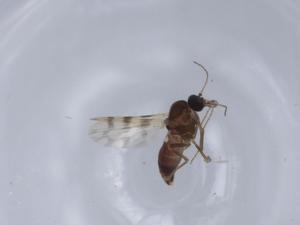  ( - BIOUG65080-H07)  @11 [ ] CreativeCommons - Attribution (2021) Centre for Biodiversity Genomics Centre for Biodiversity Genomics