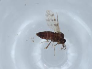  ( - BIOUG65499-G06)  @11 [ ] CreativeCommons - Attribution (2021) Centre for Biodiversity Genomics Centre for Biodiversity Genomics