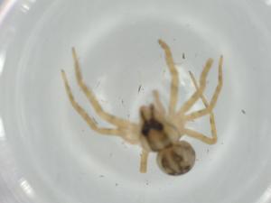  ( - BIOUG65715-E10)  @11 [ ] CreativeCommons - Attribution (2021) Centre for Biodiversity Genomics Centre for Biodiversity Genomics