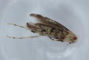  ( - BIOUG65356-H01)  @11 [ ] CreativeCommons - Attribution (2021) Centre for Biodiversity Genomics Centre for Biodiversity Genomics