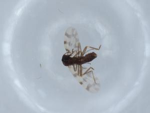  ( - BIOUG65360-F07)  @11 [ ] CreativeCommons - Attribution (2021) Centre for Biodiversity Genomics Centre for Biodiversity Genomics