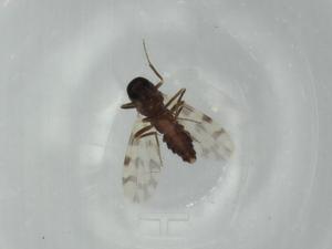  ( - BIOUG64198-H01)  @11 [ ] CreativeCommons - Attribution (2021) Centre for Biodiversity Genomics Centre for Biodiversity Genomics