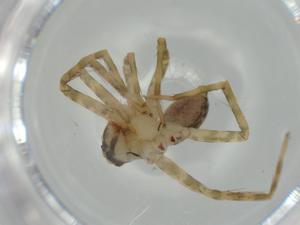  ( - BIOUG65231-G11)  @11 [ ] CreativeCommons - Attribution (2021) Centre for Biodiversity Genomics Centre for Biodiversity Genomics