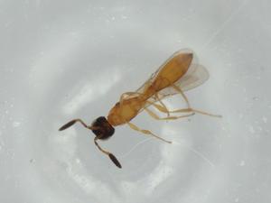  ( - BIOUG65237-C05)  @11 [ ] CreativeCommons - Attribution (2021) Centre for Biodiversity Genomics Centre for Biodiversity Genomics