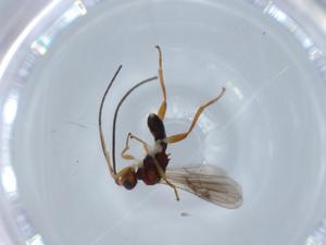  ( - BIOUG65254-F08)  @12 [ ] CreativeCommons - Attribution (2021) Centre for Biodiversity Genomics Centre for Biodiversity Genomics