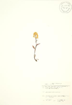  (Solidago simplex - SNEW055_B)  @11 [ ] Copyright (2009) Steven Newmaster University of Guelph BIO Herbarium