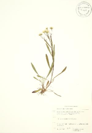  (Oligoneuron album - SNEW054_A)  @11 [ ] Copyright (2009) Steven Newmaster University of Guelph BIO Herbarium
