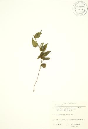  ( - SNEW043a_A)  @11 [ ] Copyright (2009) Steven Newmaster University of Guelph BIO Herbarium