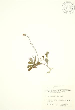  ( - SNEW042_B)  @11 [ ] Copyright (2009) Steven Newmaster University of Guelph BIO Herbarium