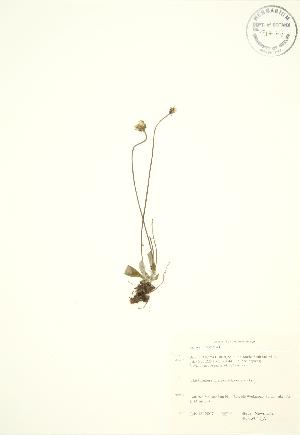  ( - SNEW042_A)  @11 [ ] Copyright (2009) Steven Newmaster University of Guelph BIO Herbarium