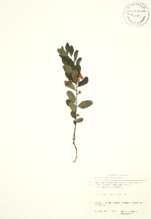  ( - SNEW026_B)  @11 [ ] Copyright (2009) Steven Newmaster University of Guelph BIO Herbarium