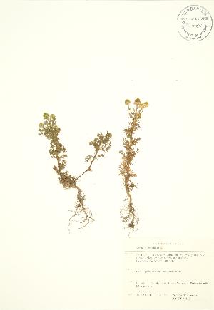  ( - SNEW014_B)  @11 [ ] Copyright (2009) Steven Newmaster University of Guelph BIO Herbarium