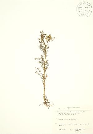  ( - SNEW014_A)  @11 [ ] Copyright (2009) Steven Newmaster University of Guelph BIO Herbarium